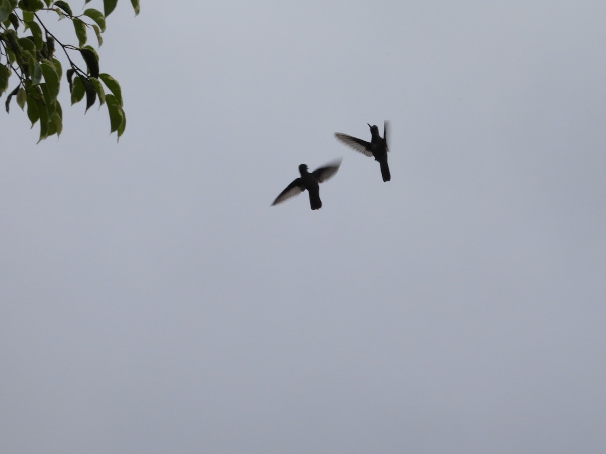 クロハチドリ - ML644759275