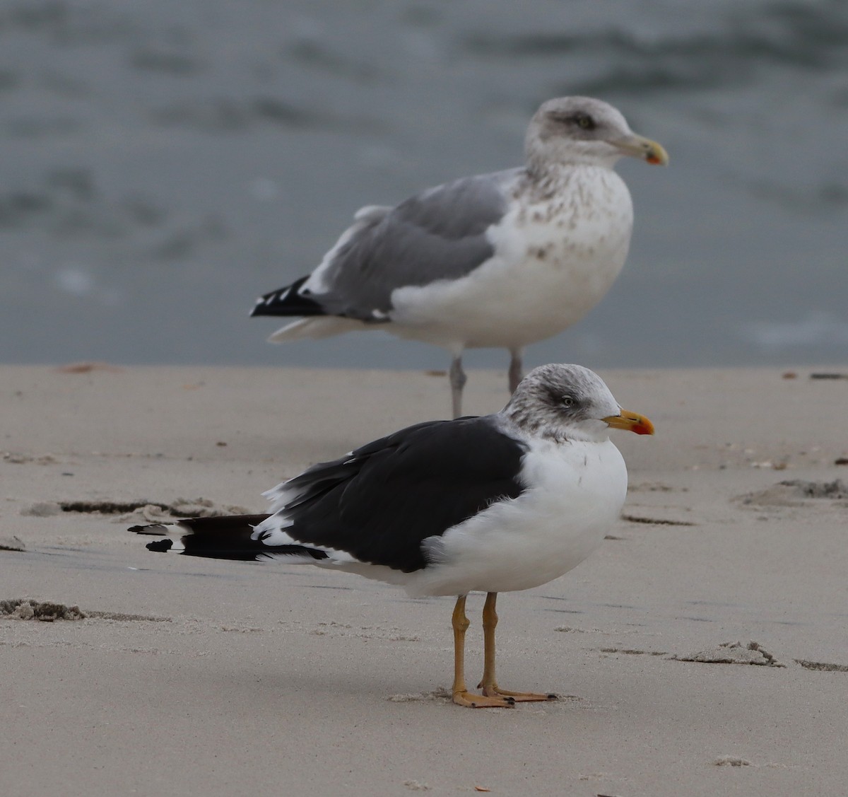 Kara Sırtlı Martı - ML644759276