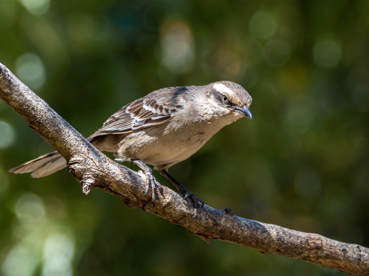 Chalk-browed Mockingbird - ML644759278