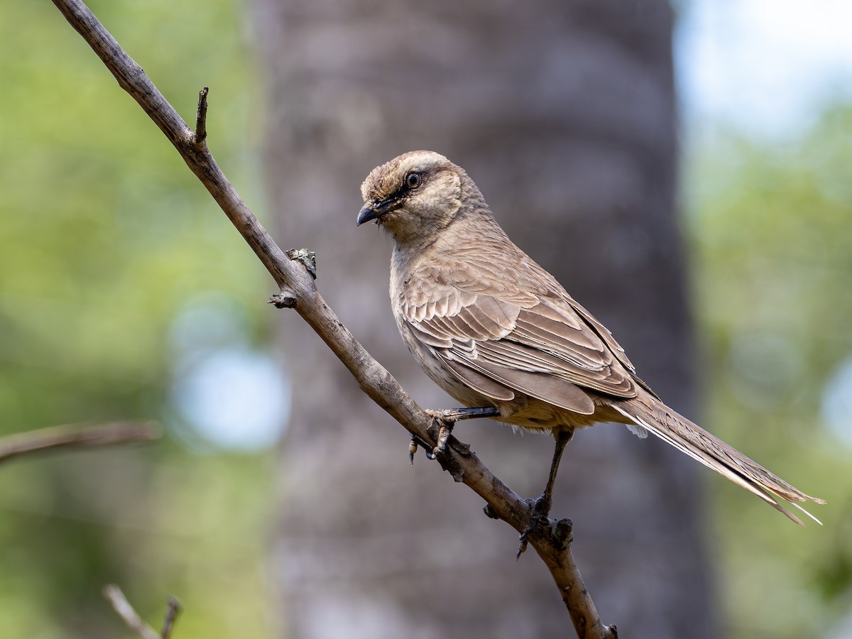 Chalk-browed Mockingbird - ML644759279