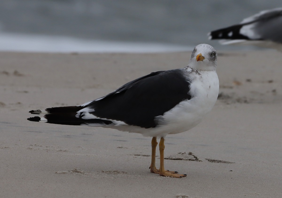小黑背鷗 - ML644759281