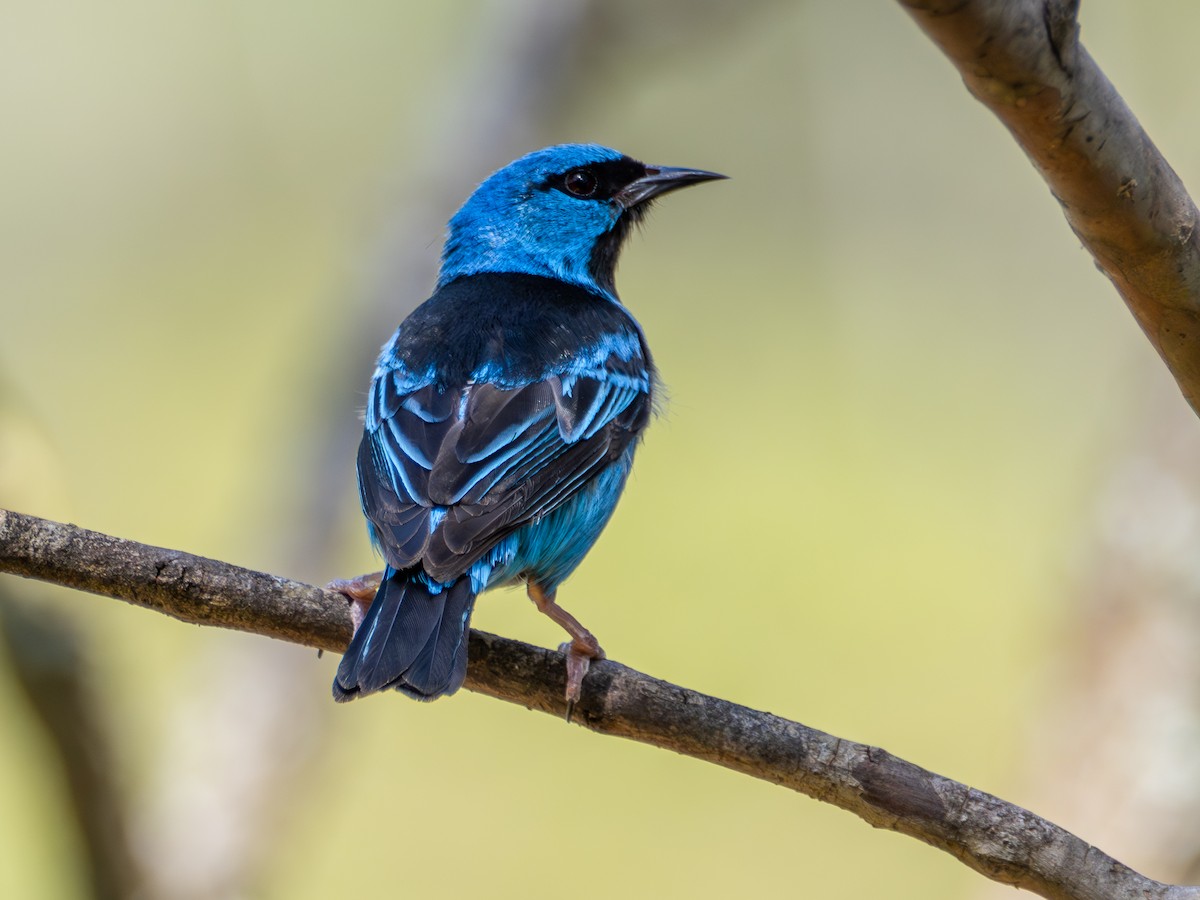 Blue Dacnis - ML644759282