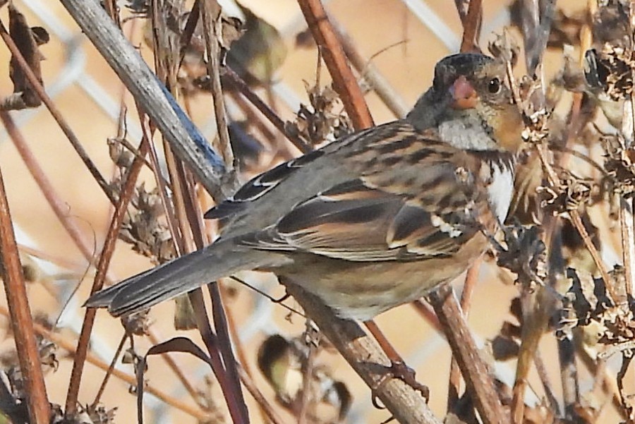 Harris's Sparrow - ML644759286