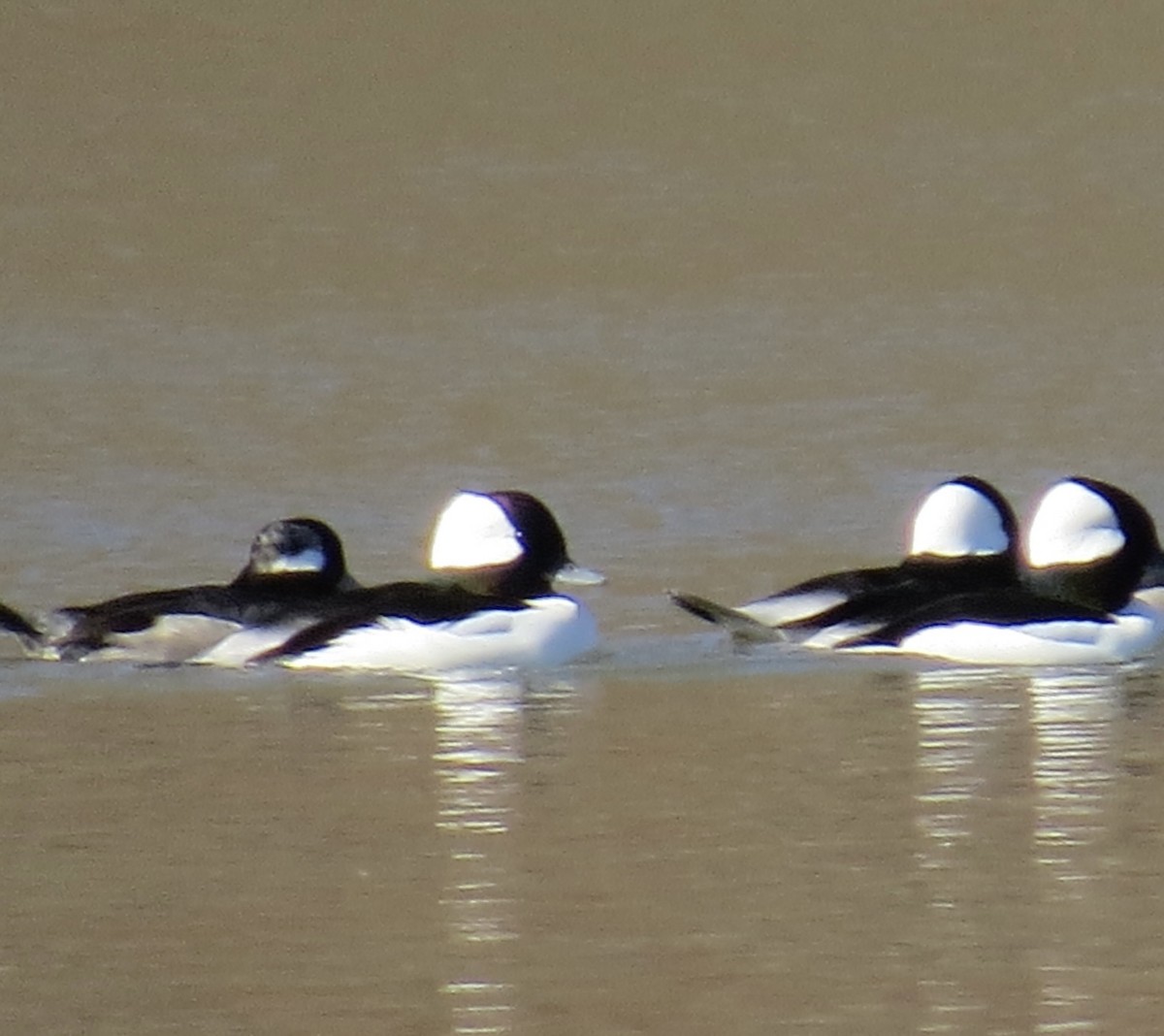 Bufflehead - ML644759287