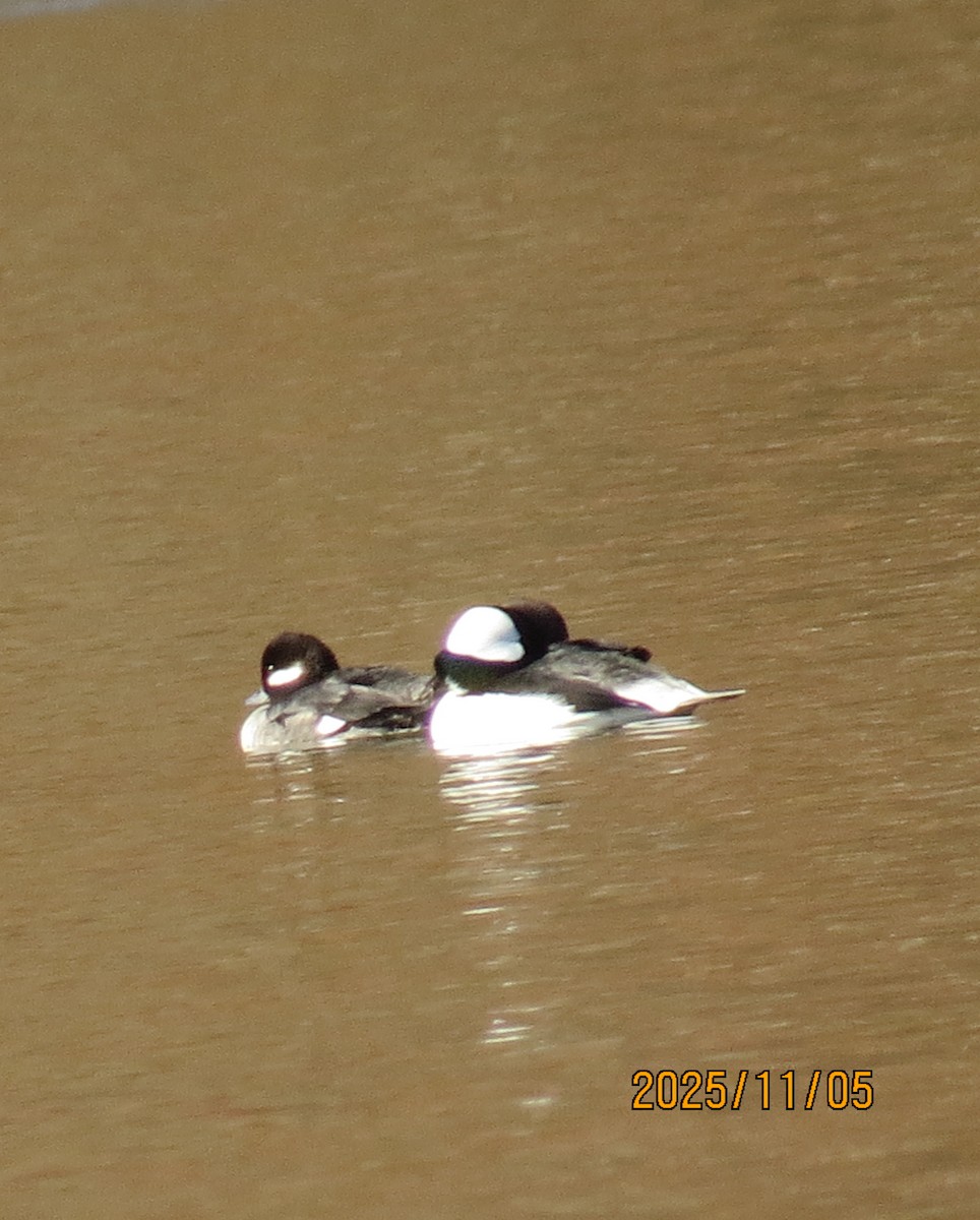 Bufflehead - ML644759288