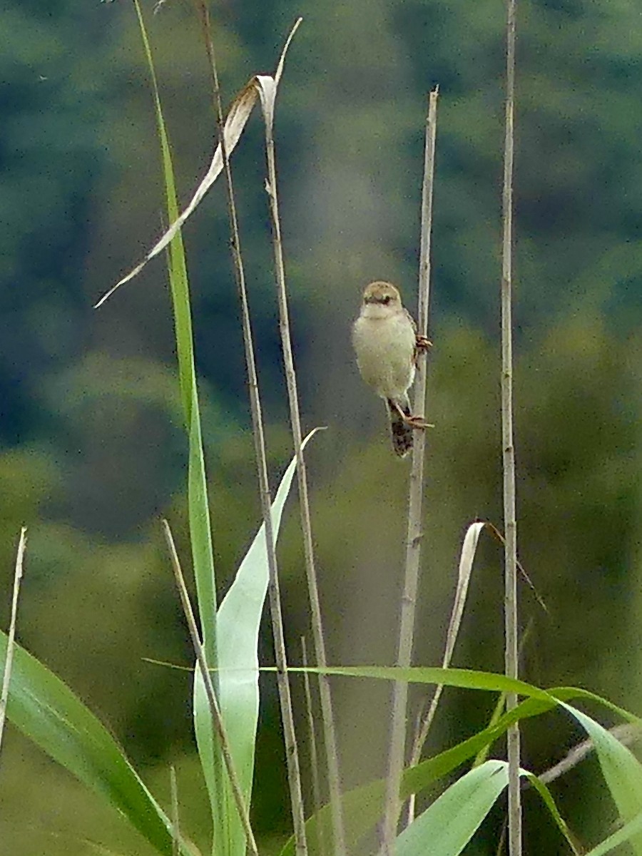 Rufous-winged Cisticola - ML644759290