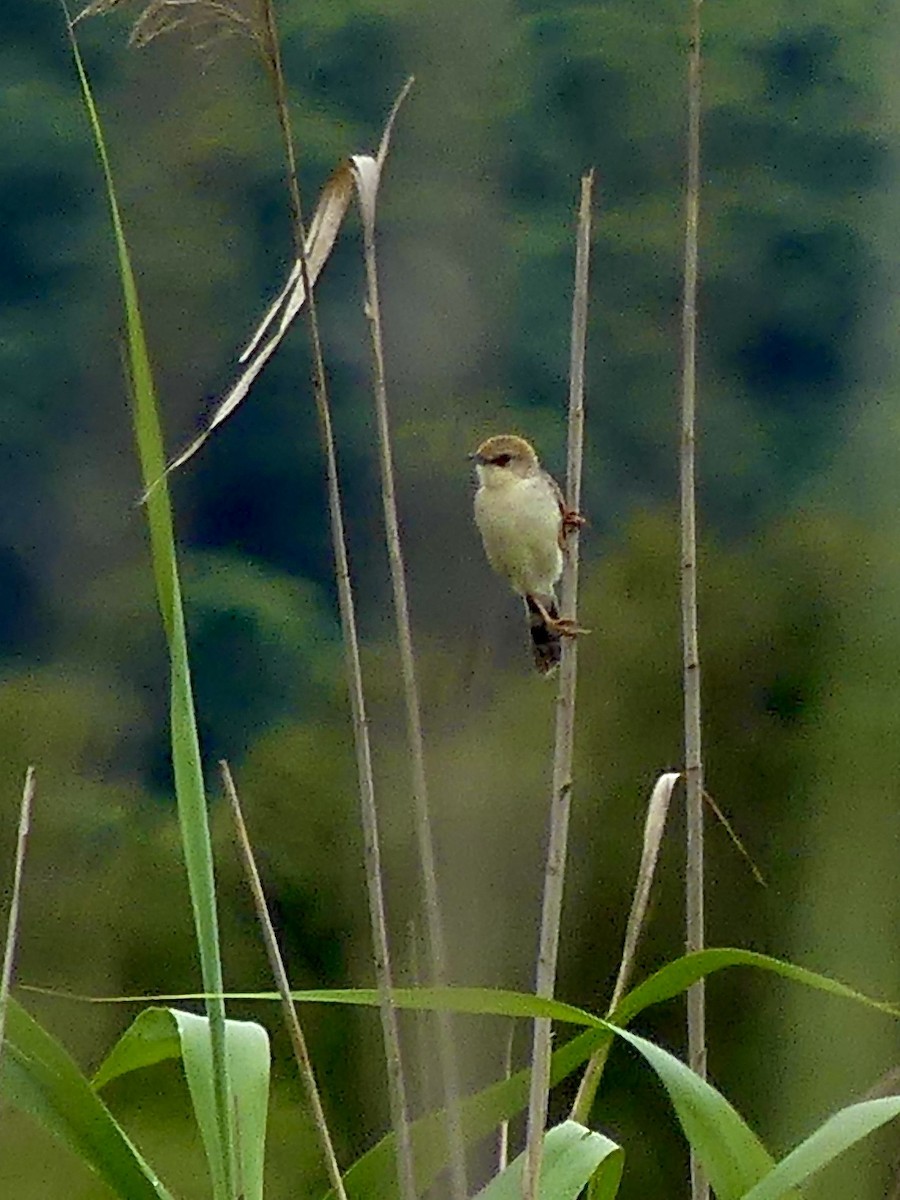 Rufous-winged Cisticola - ML644759291