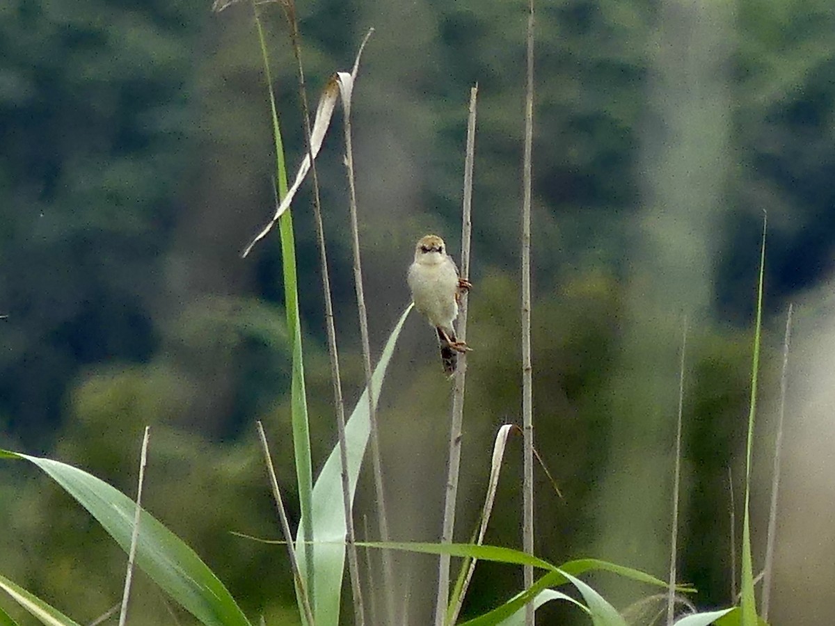 Rufous-winged Cisticola - ML644759292