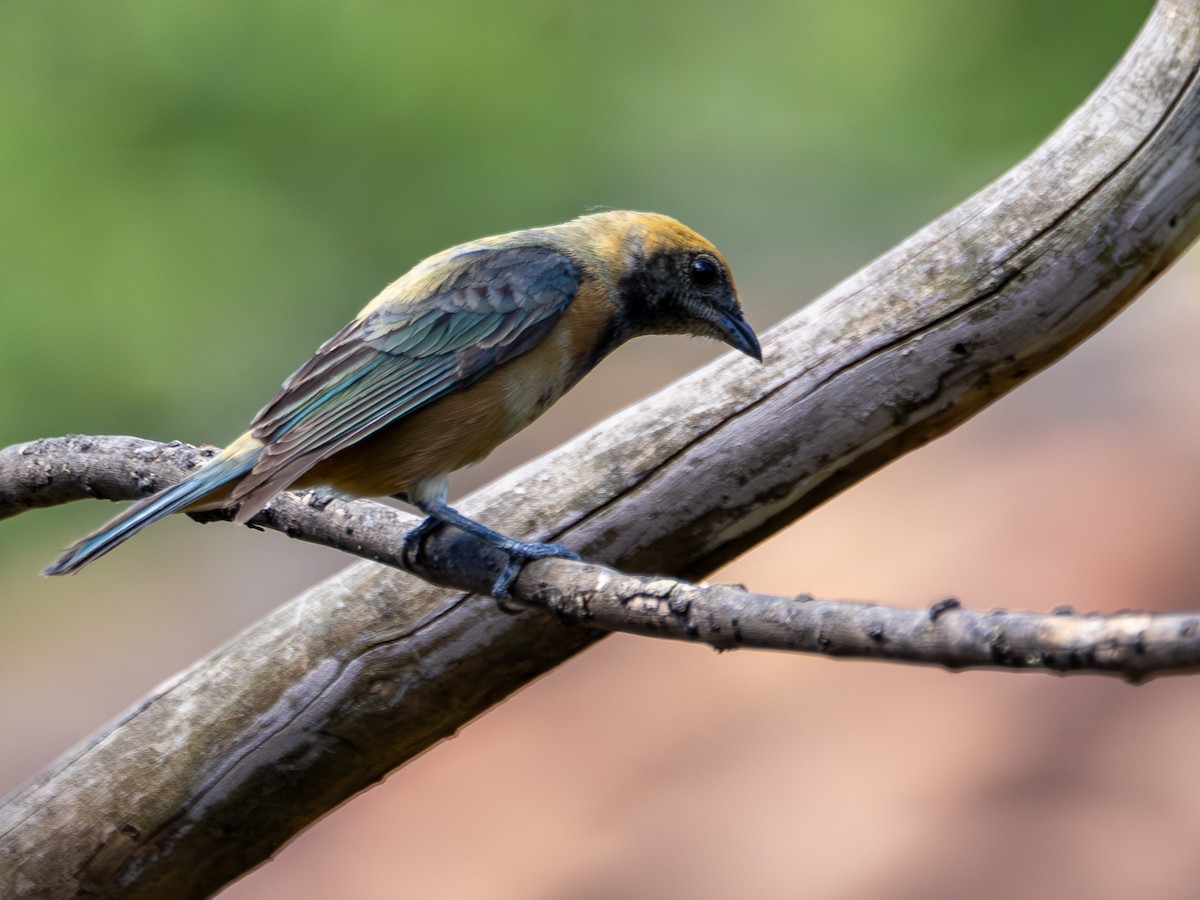 Burnished-buff Tanager - ML644759293