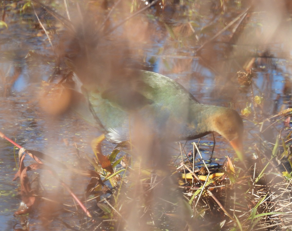 Purple Gallinule - ML644759294
