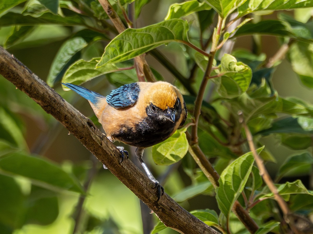 Burnished-buff Tanager - ML644759295