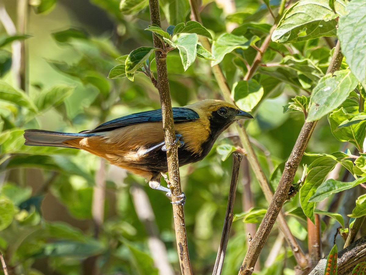 Burnished-buff Tanager - ML644759296