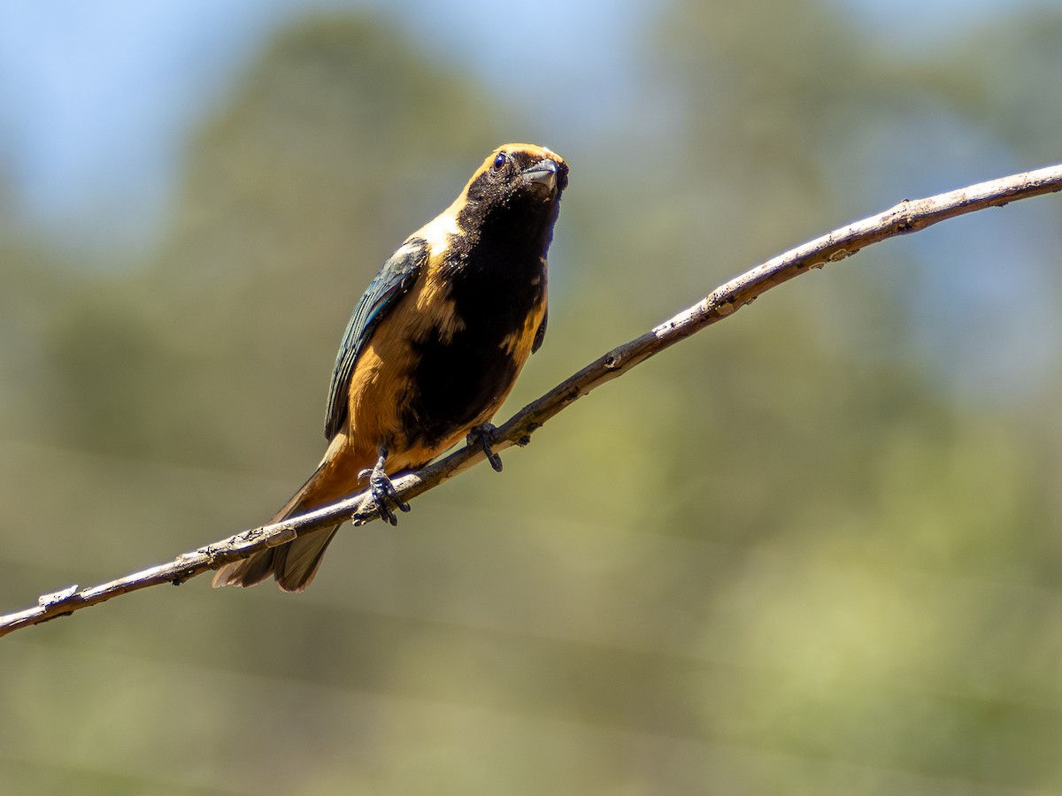Burnished-buff Tanager - ML644759297