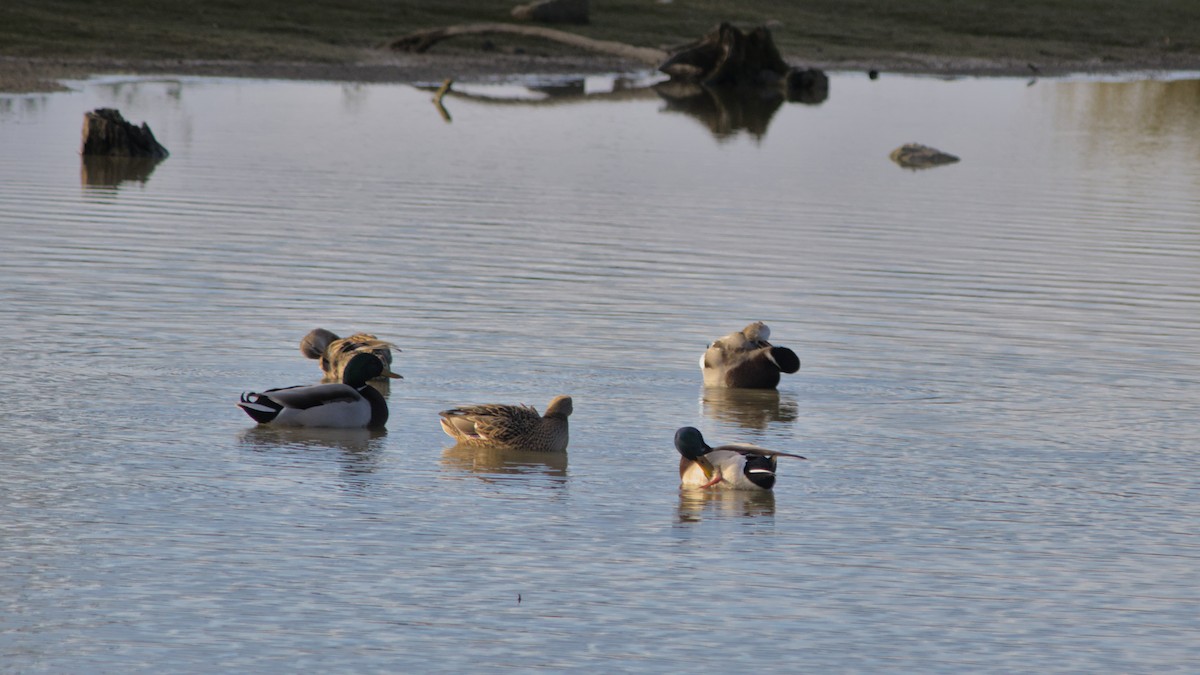 綠頭鴨 - ML644759298