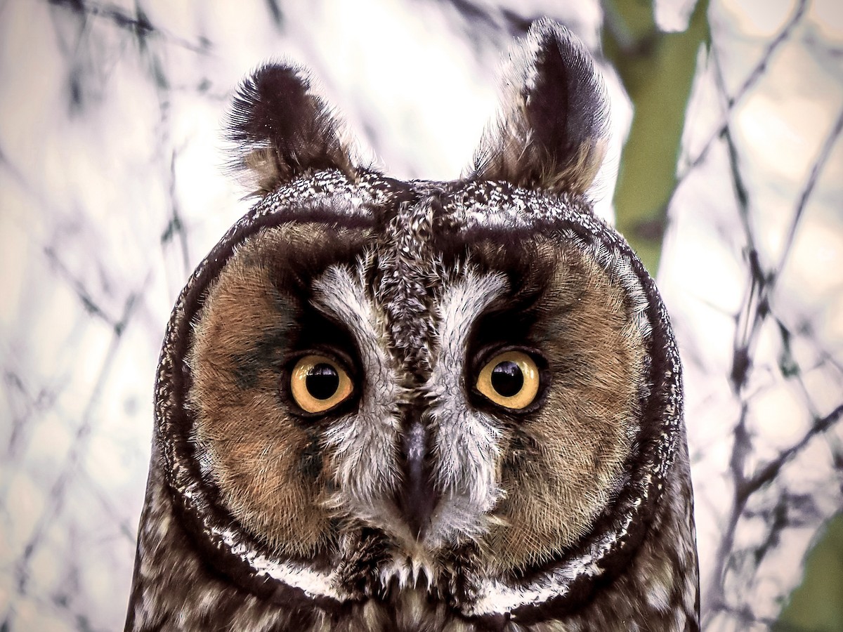 長耳鴞 - ML644759299