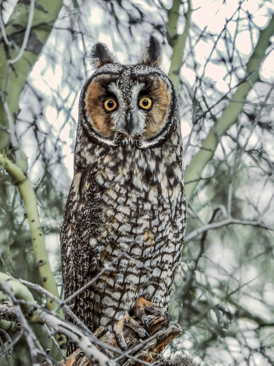 長耳鴞 - ML644759300