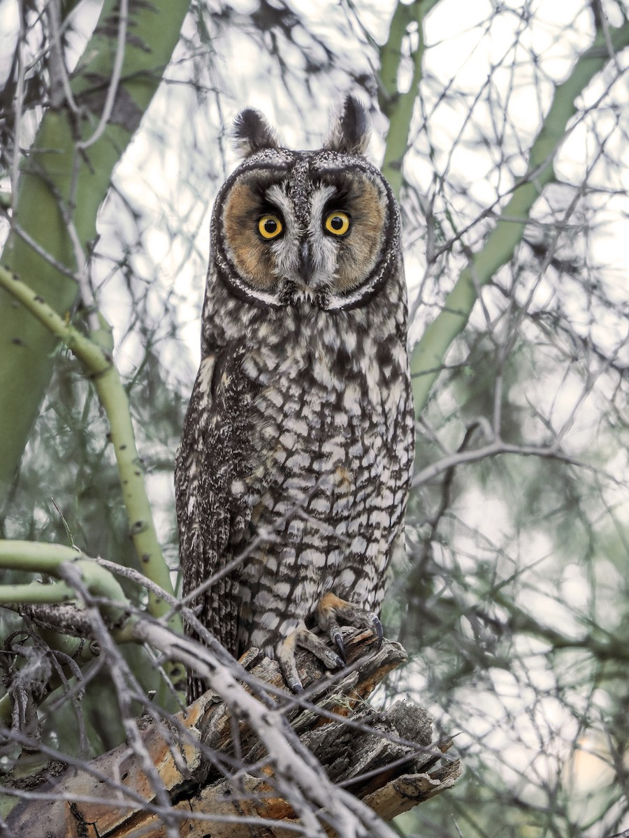 長耳鴞 - ML644759301