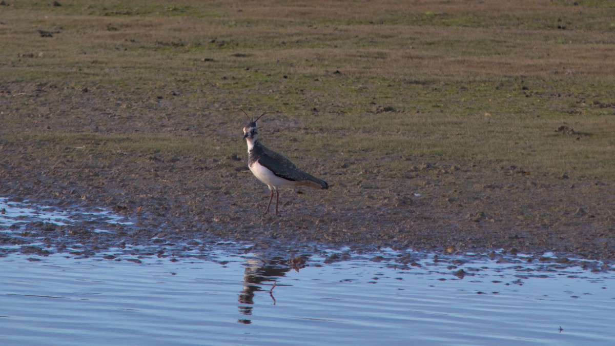 小辮鴴 - ML644759302