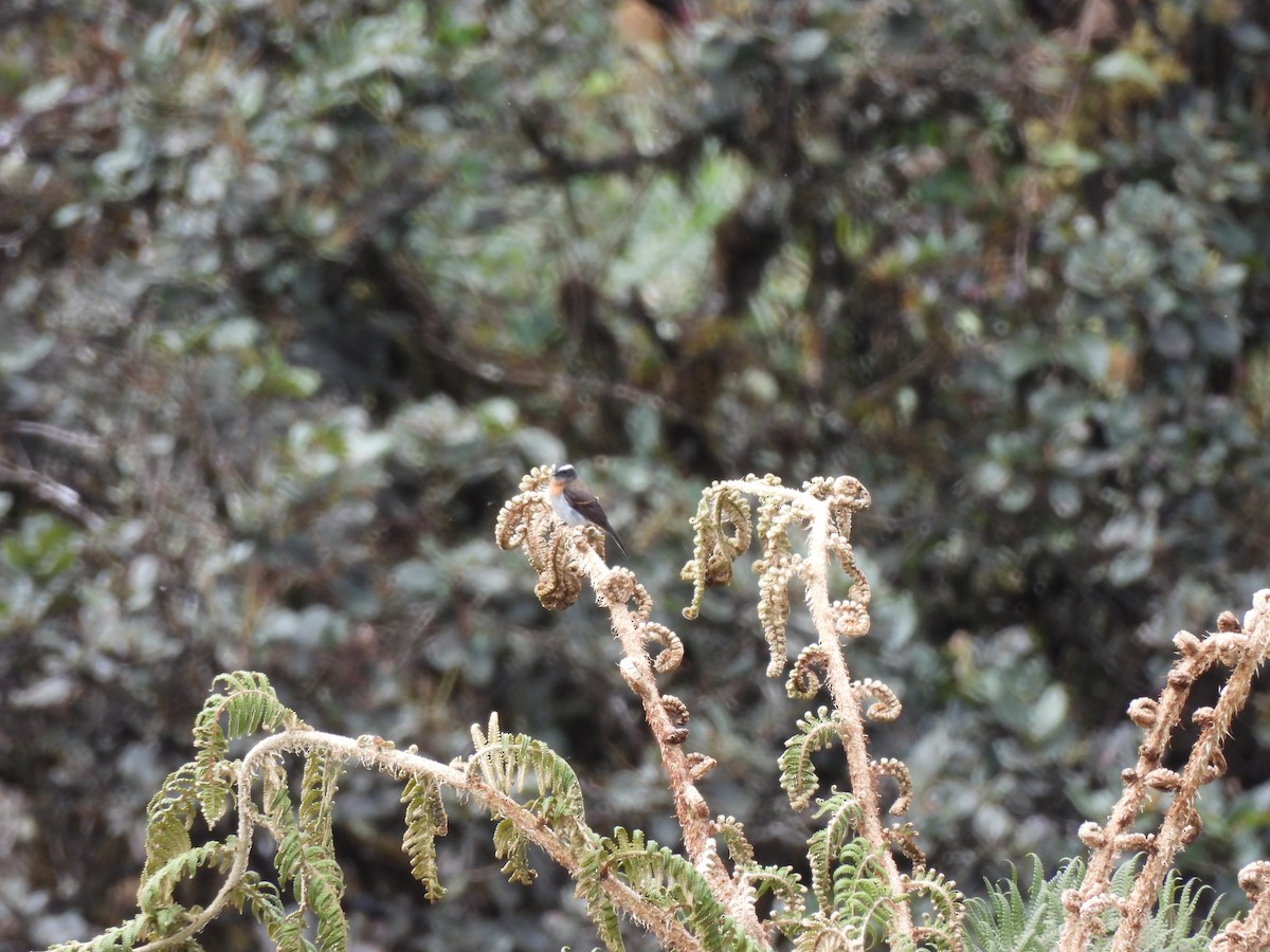 Rufous-breasted Chat-Tyrant - ML644759304