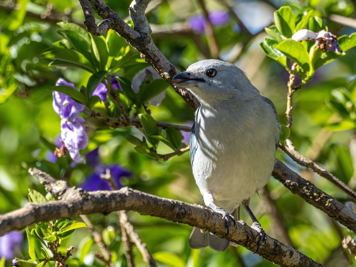 Sayaca Tanager - ML644759305