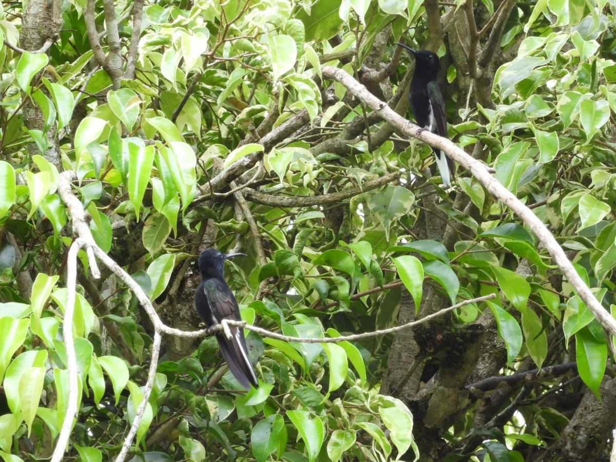 Black Jacobin - ML644759307