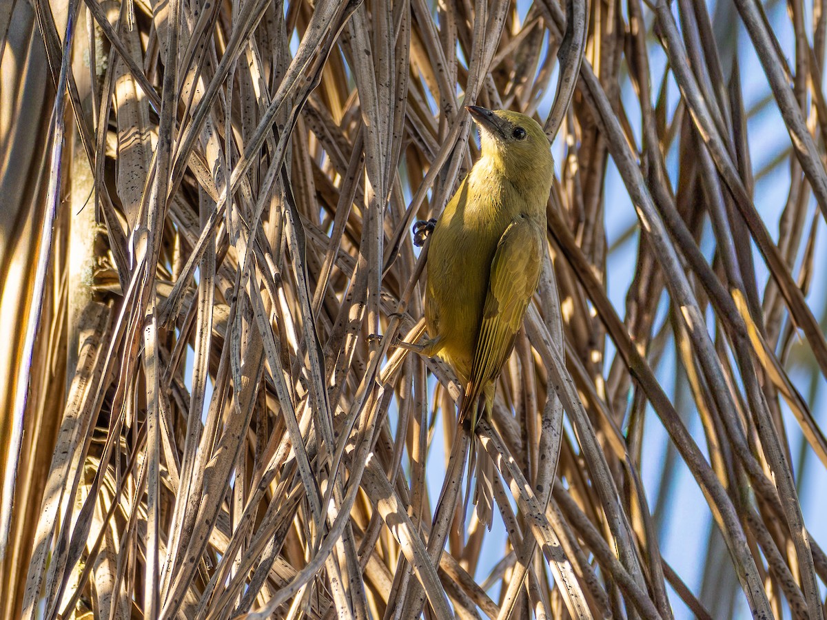 Palm Tanager - ML644759308