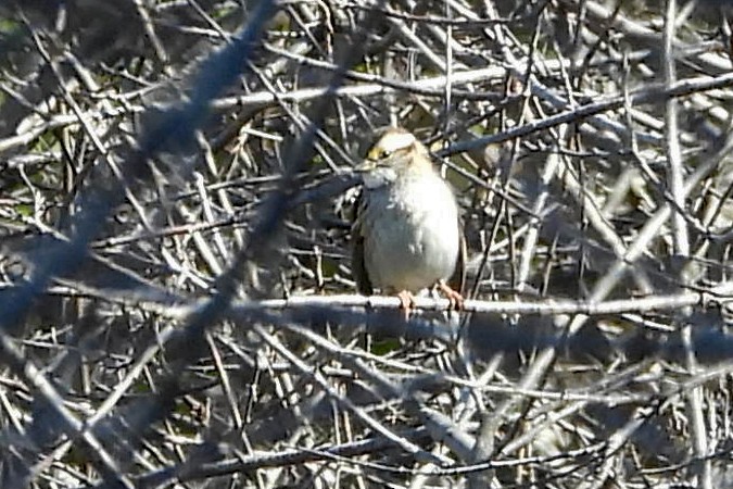 White-throated Sparrow - ML644759309
