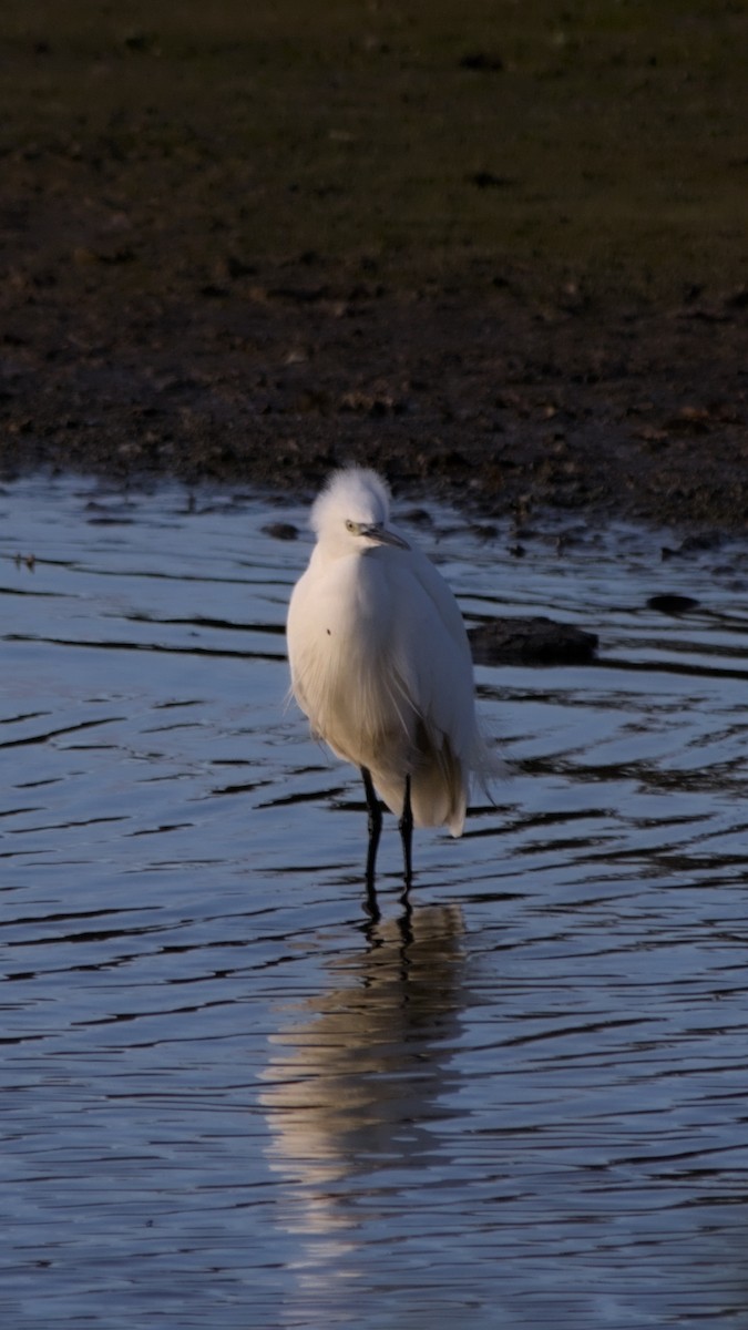小白鷺 - ML644759312