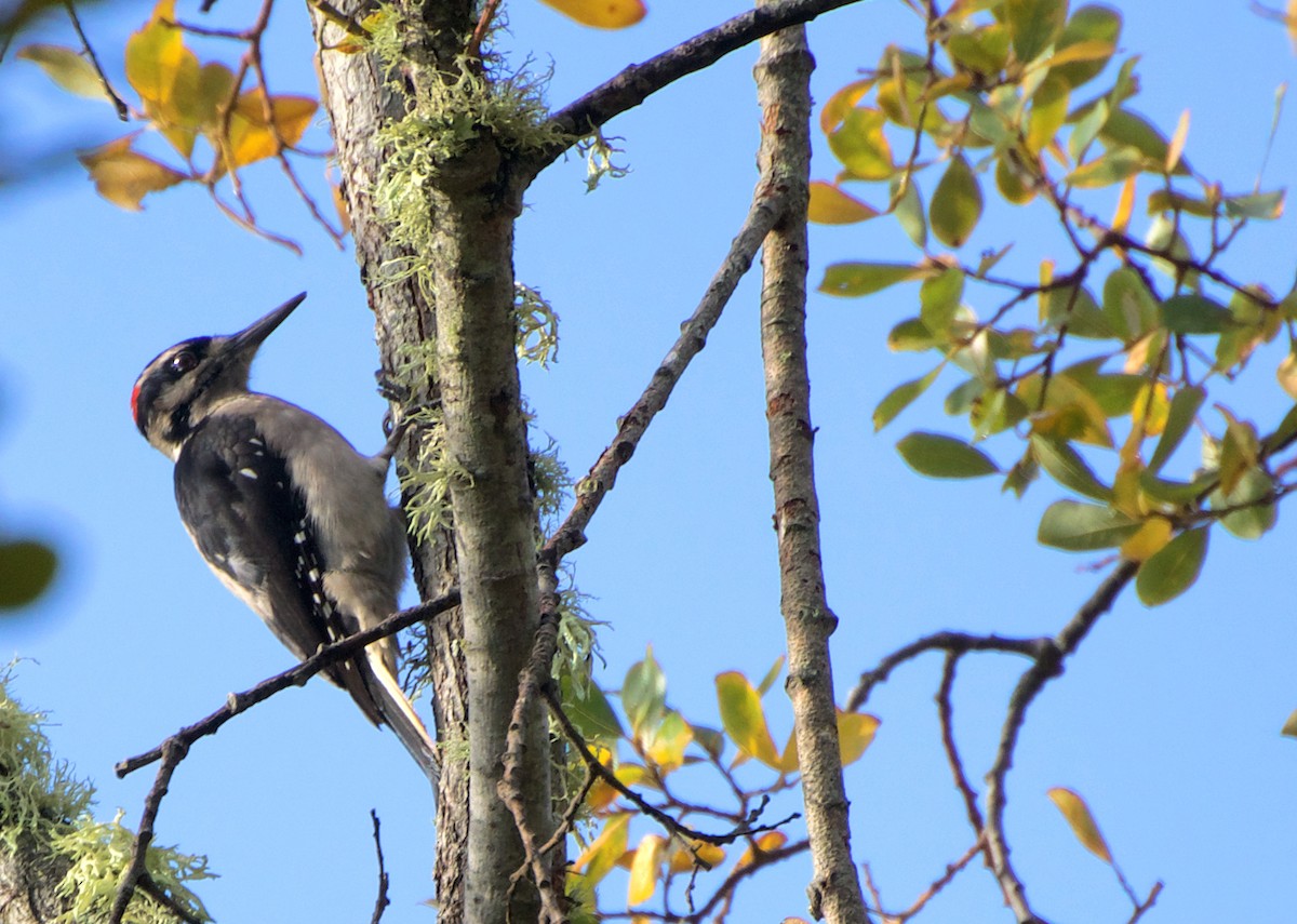Hairy Woodpecker - ML644759319
