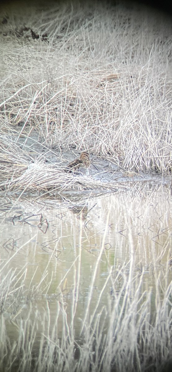 Wilson's Snipe - ML644759320