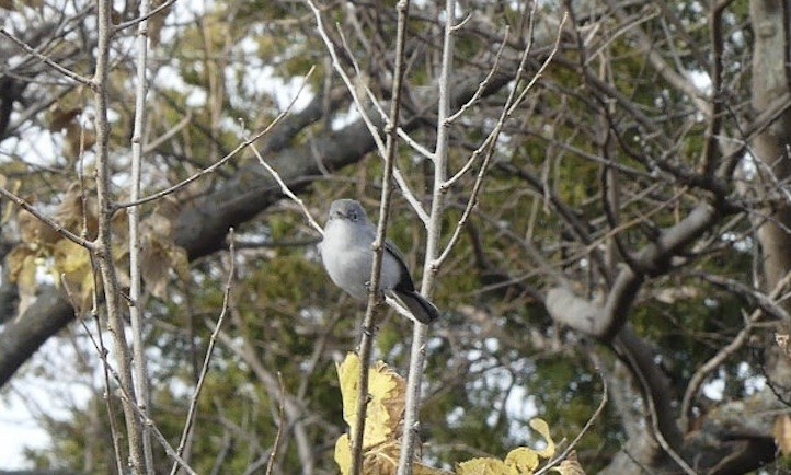 Blue-gray Gnatcatcher - ML644759325