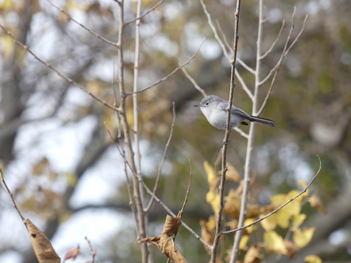 Blue-gray Gnatcatcher - ML644759326