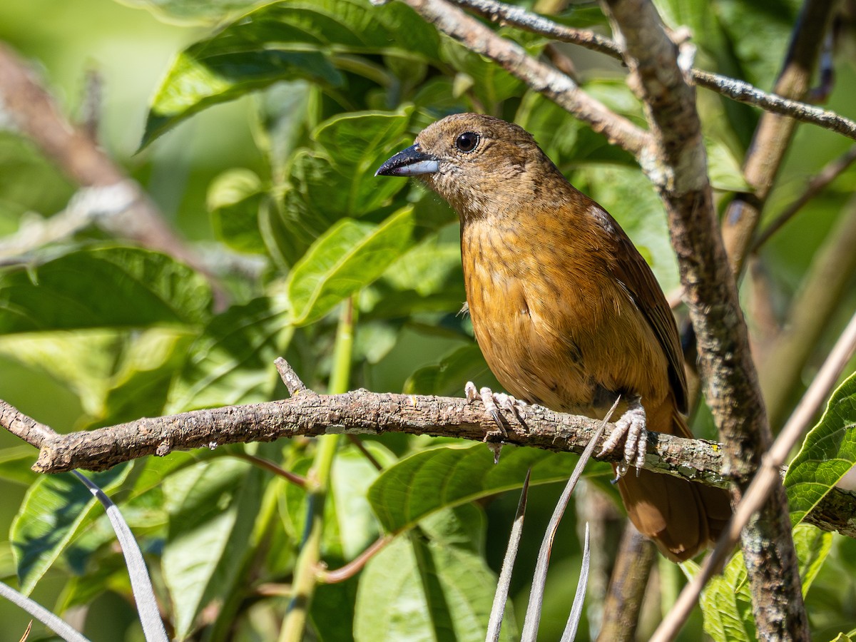 Ruby-crowned Tanager - ML644759330