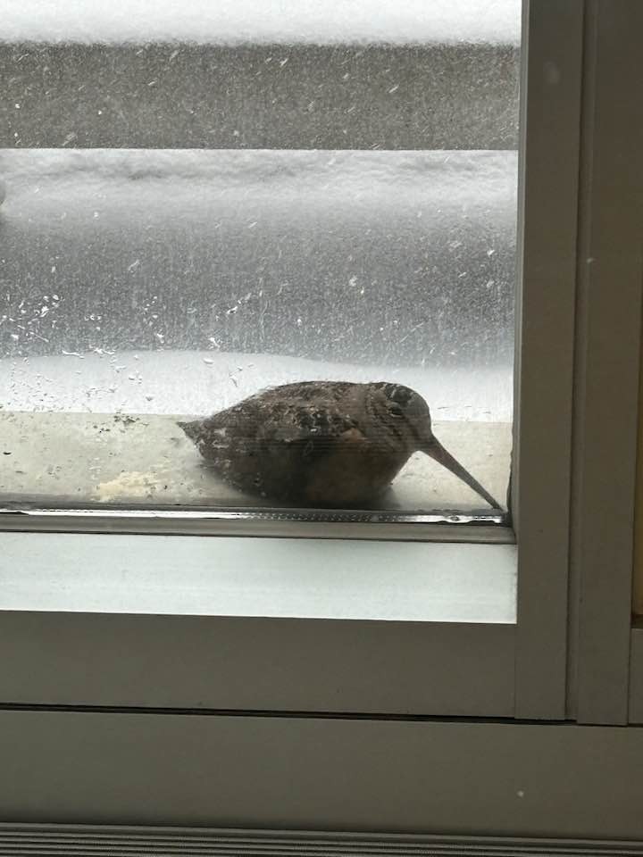 sluka americká - ML644759331