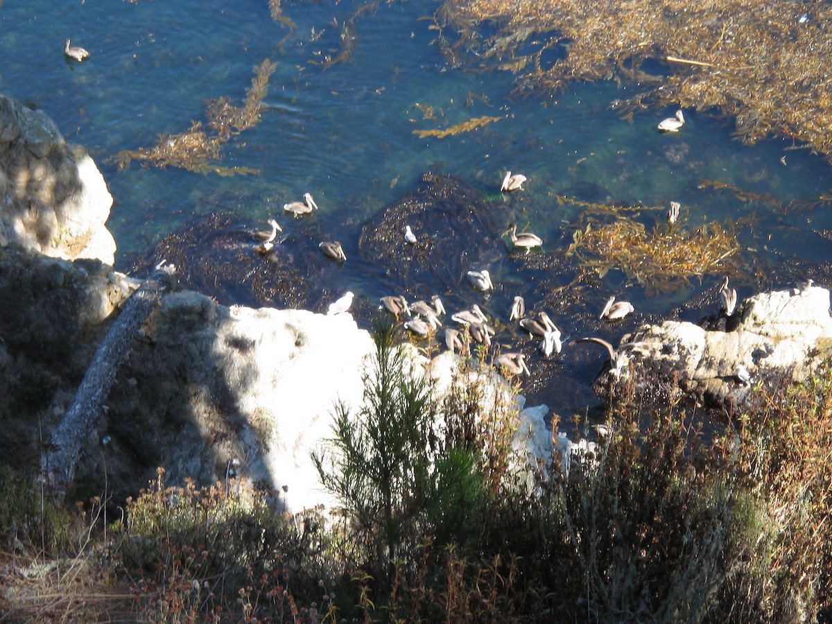 pelikán hnědý - ML644759333