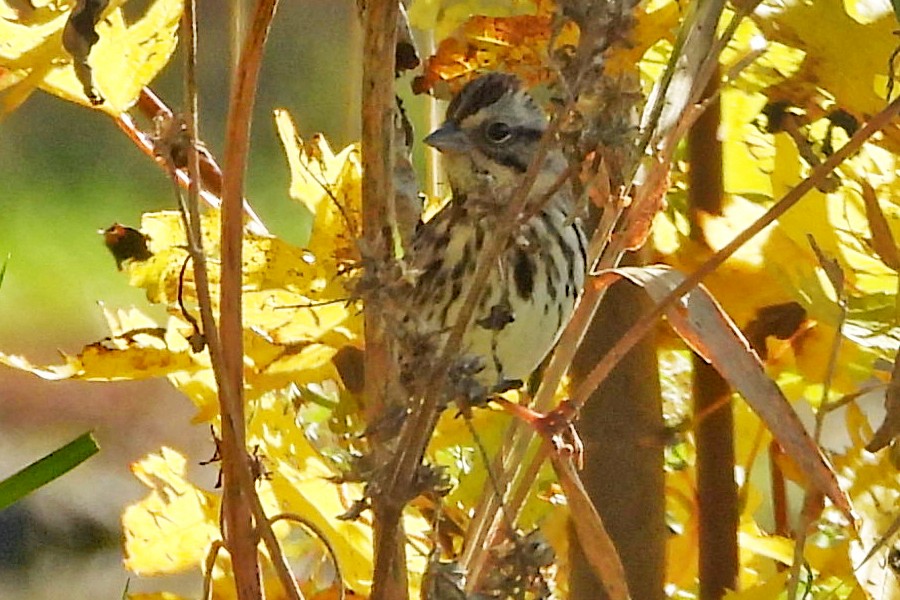 strnadec zpěvný - ML644759334