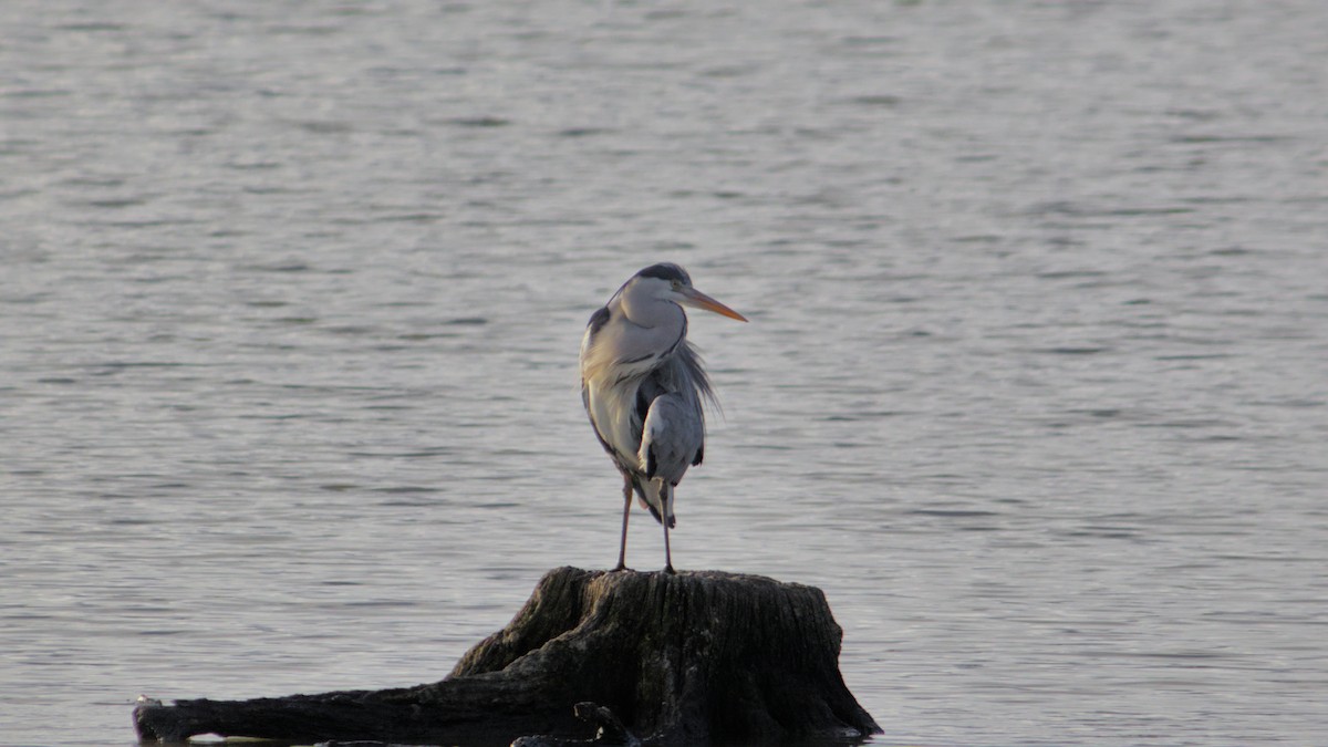 volavka popelavá - ML644759335