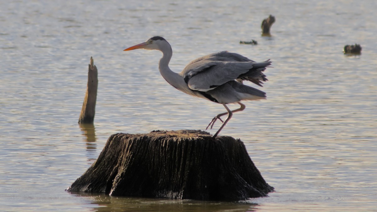 volavka popelavá - ML644759336