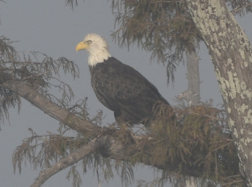 orel bělohlavý - ML644759337