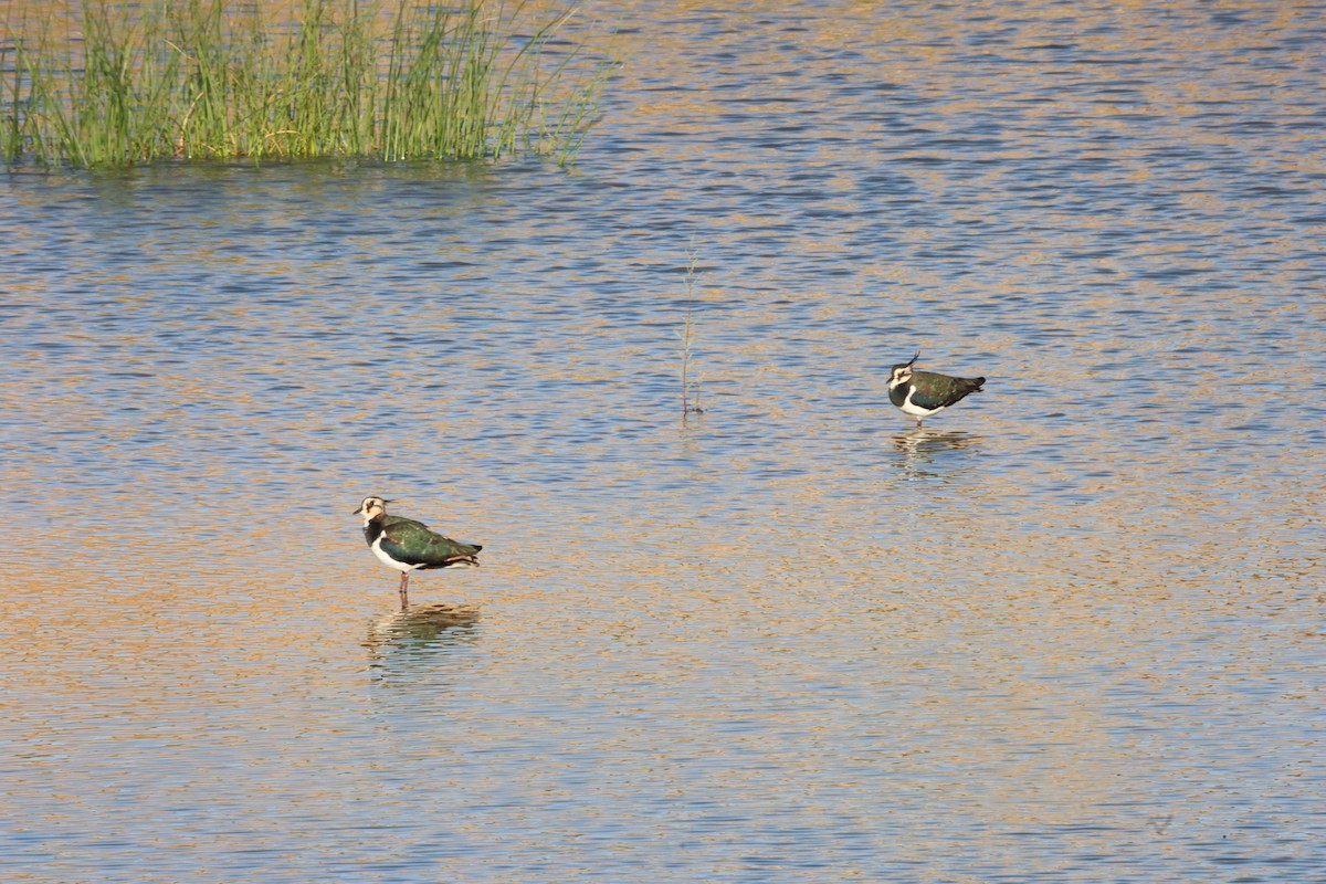 čejka chocholatá - ML644759338
