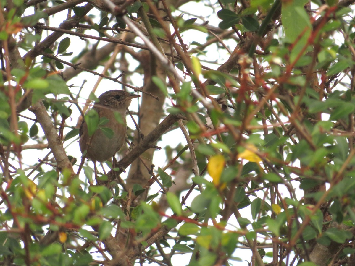 střízlík krátkozobý - ML644759340