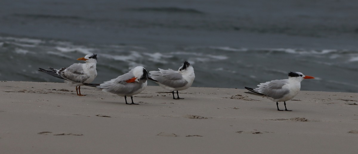 rybák královský - ML644759341