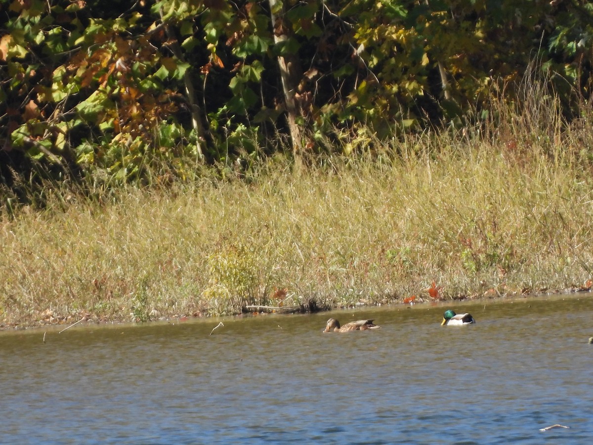 kachna divoká - ML644759342