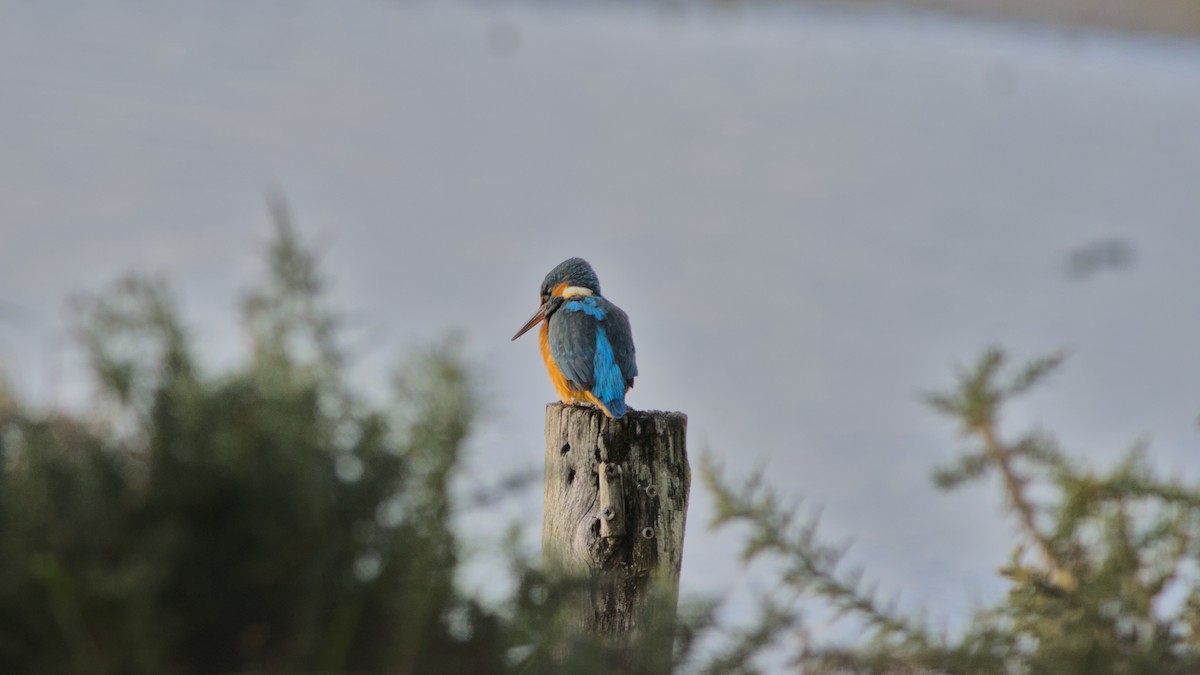 ledňáček říční - ML644759343