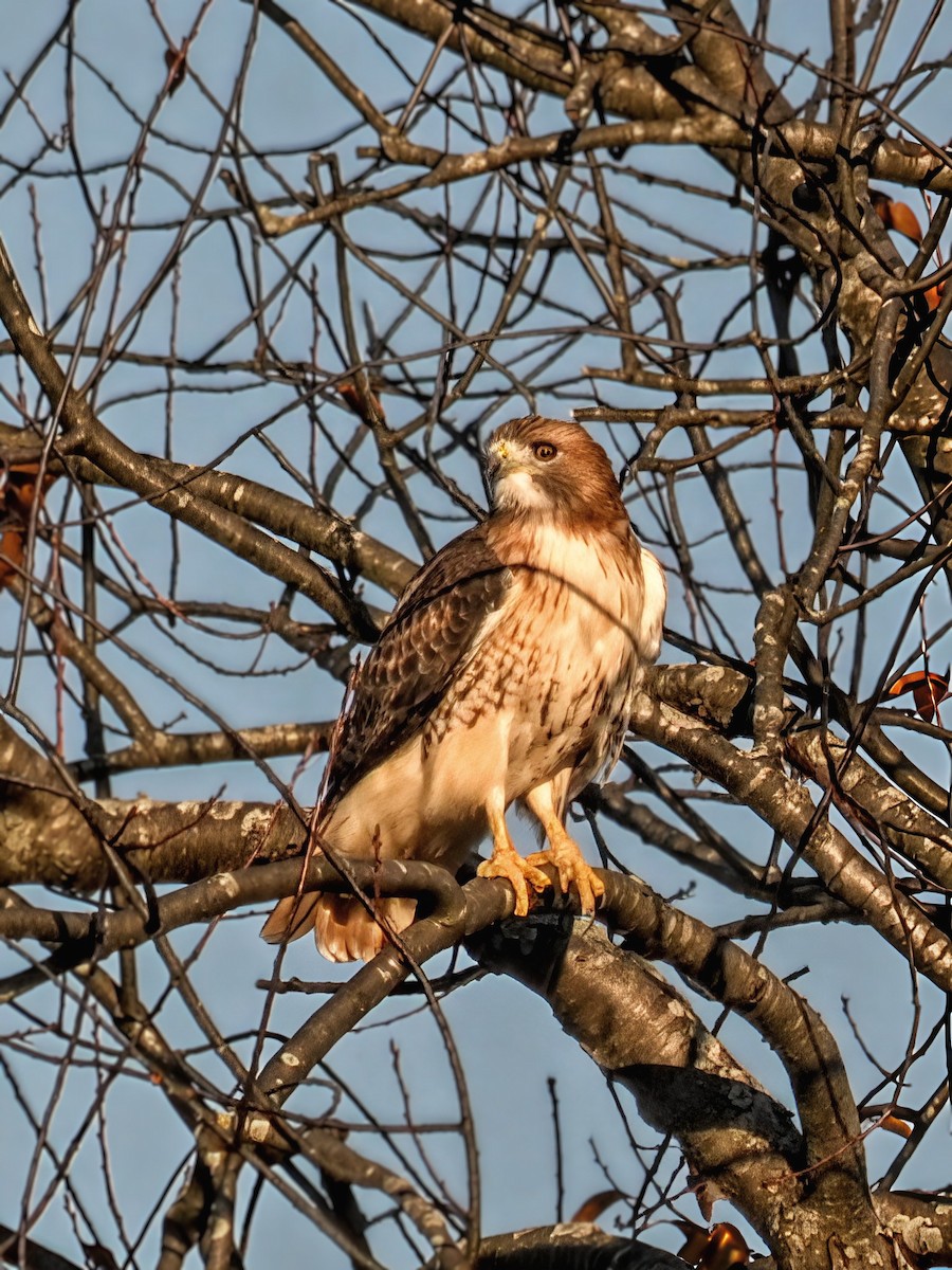 káně rudochvostá (ssp. borealis) - ML644759345