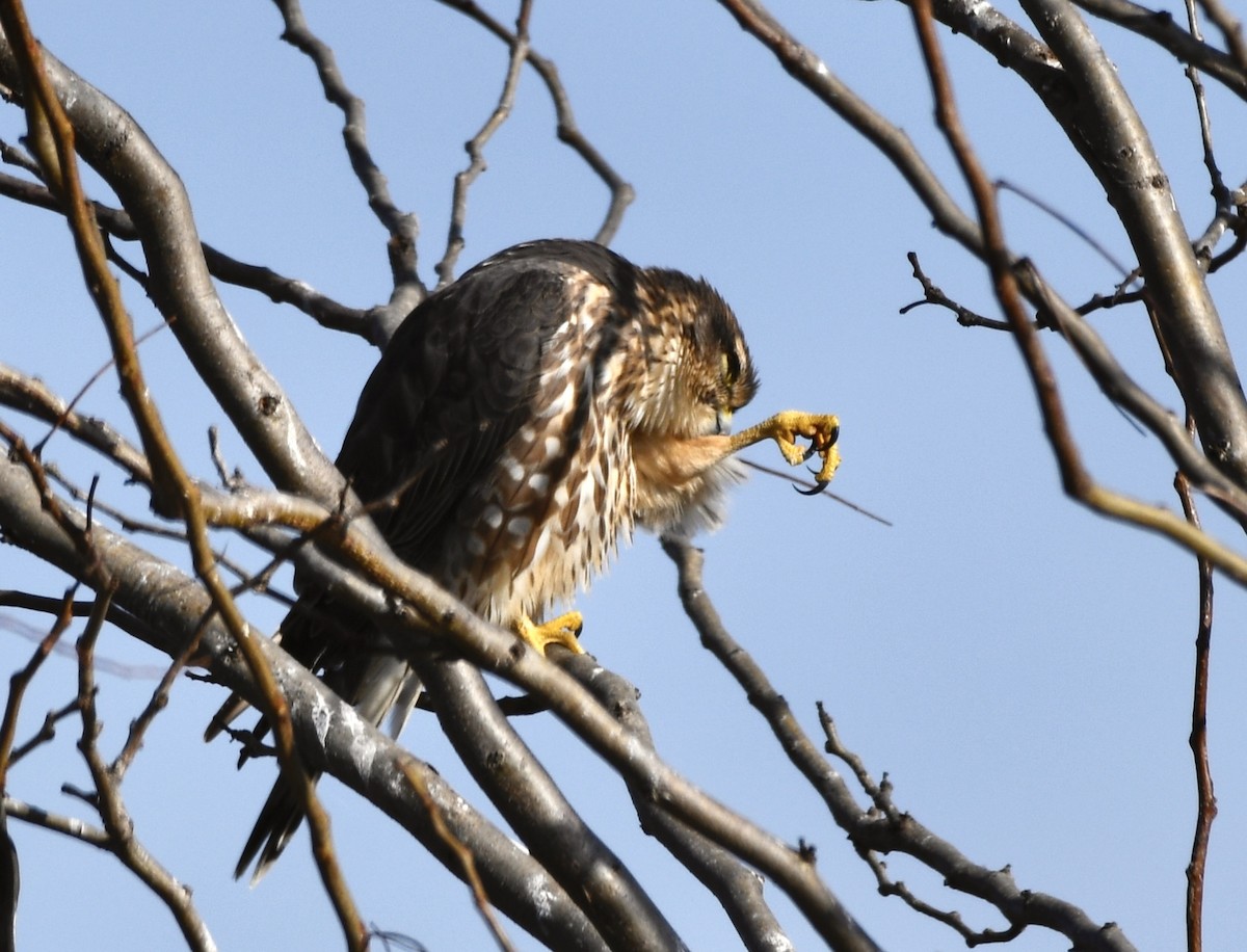 krahujec americký - ML644759359