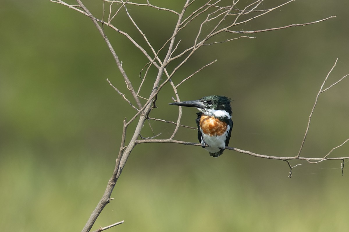 rybařík zelený - ML644759360