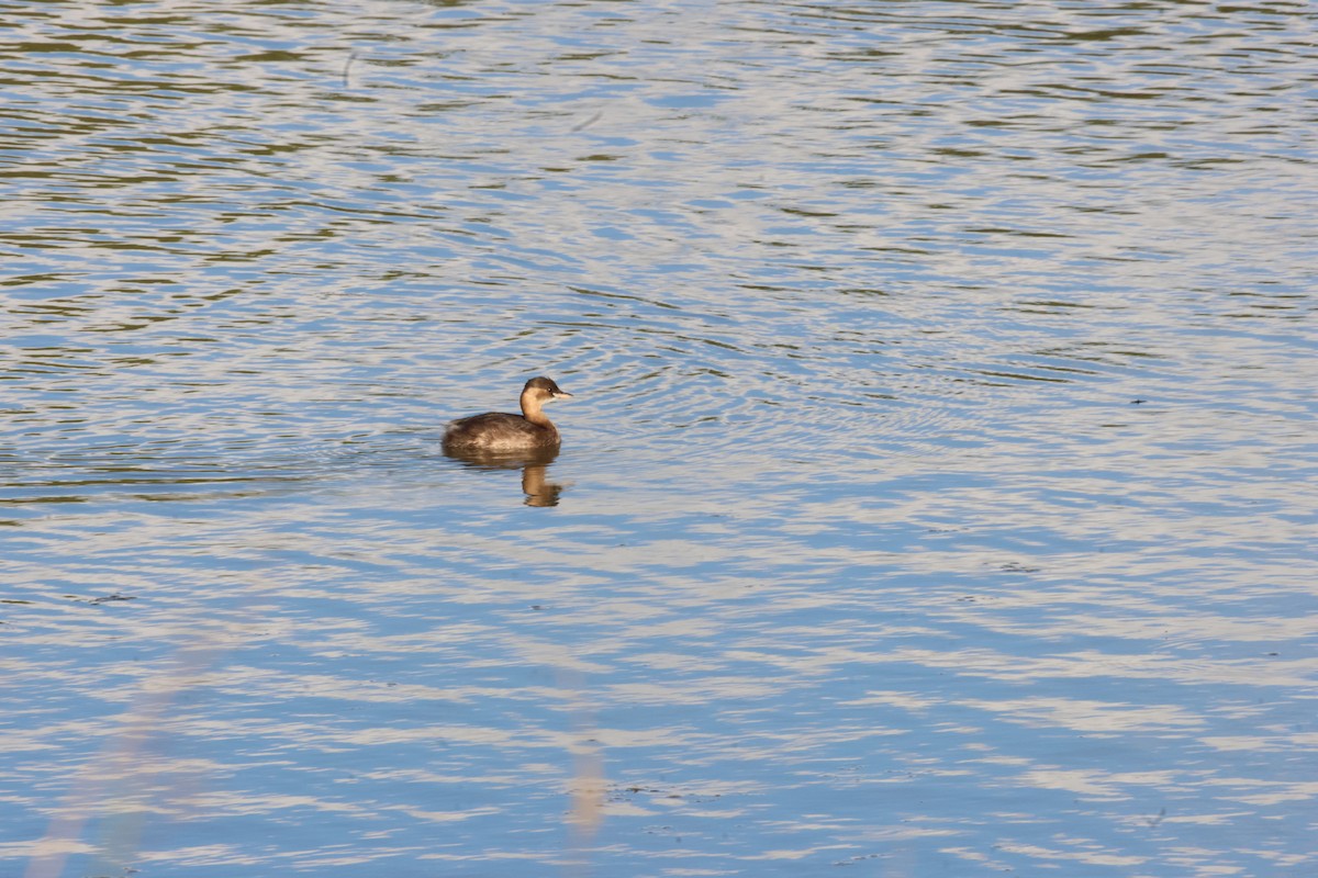 potápka malá - ML644759362