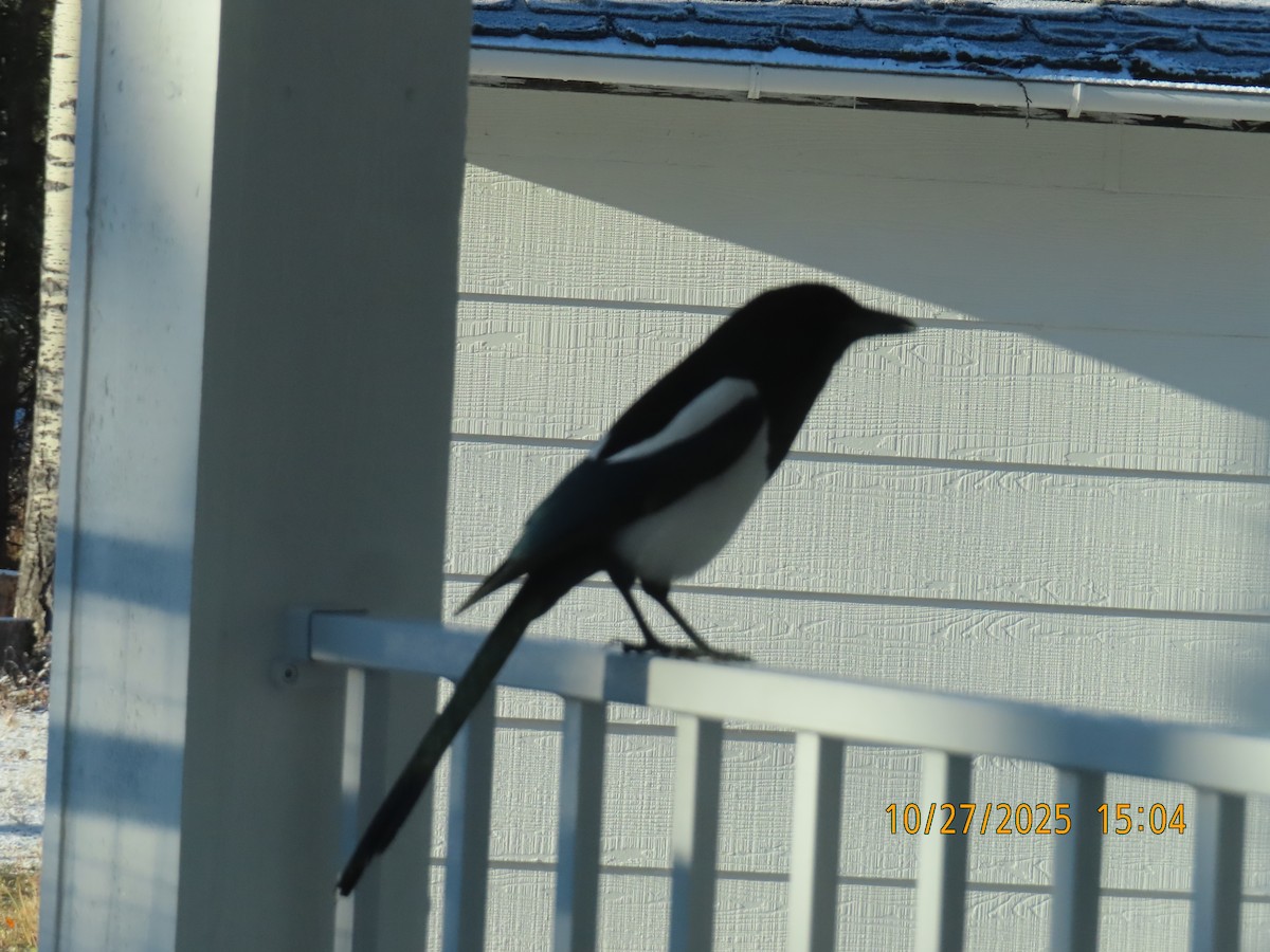 Black-billed Magpie - ML644759363