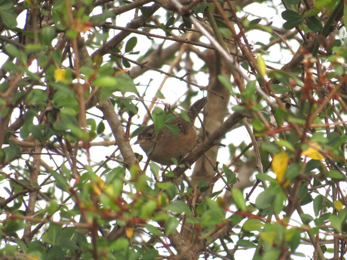 střízlík krátkozobý - ML644759364